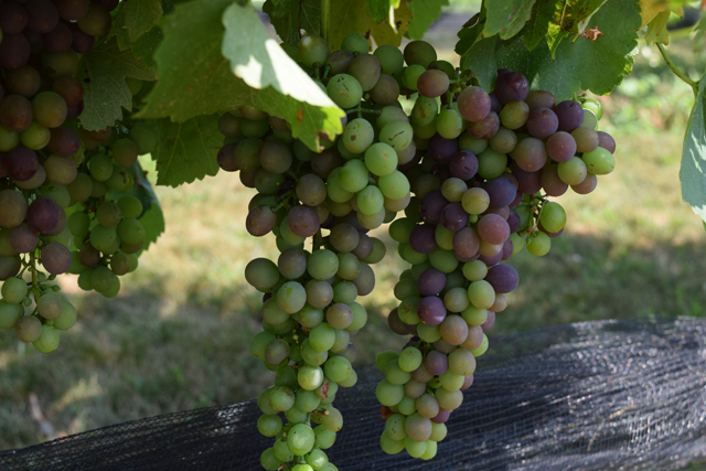 Syrah grapes at Jamesport Vineyards. (Credit: Vera Chinese)