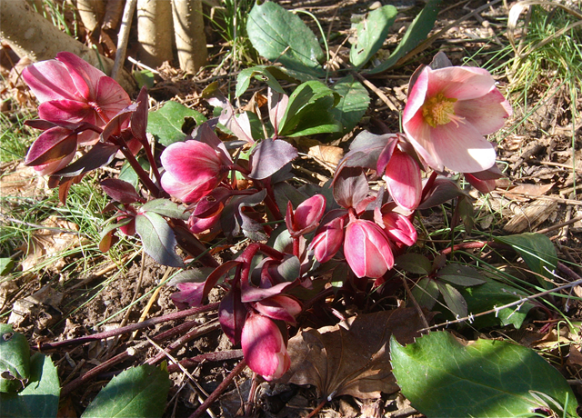 Credit: Barbaraellen Koch