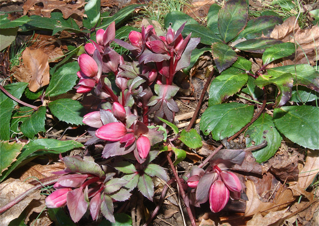 Credit: Barbaraellen Koch