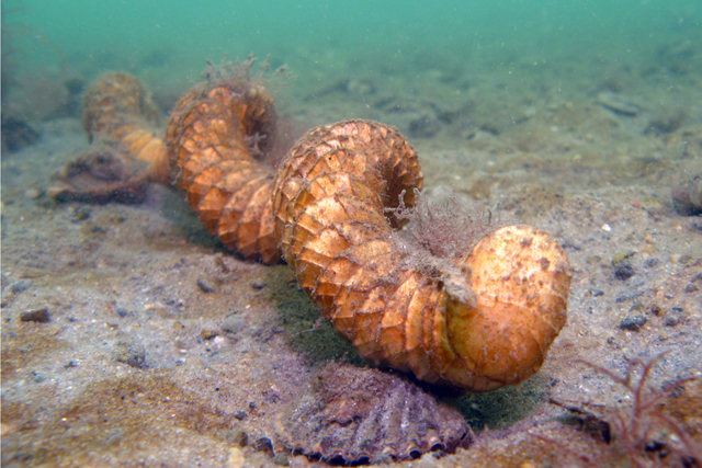 A channeled whelk egg case. (Credit: Chris Paparo)