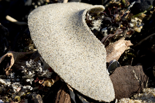 A dried piece of a sand collar. (Credit: Chris Paparo)