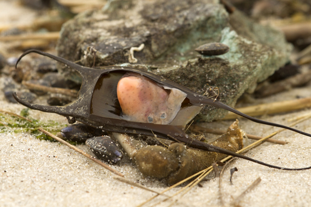 A dried skate embryo. (Credit: Chris Paparo photos)
