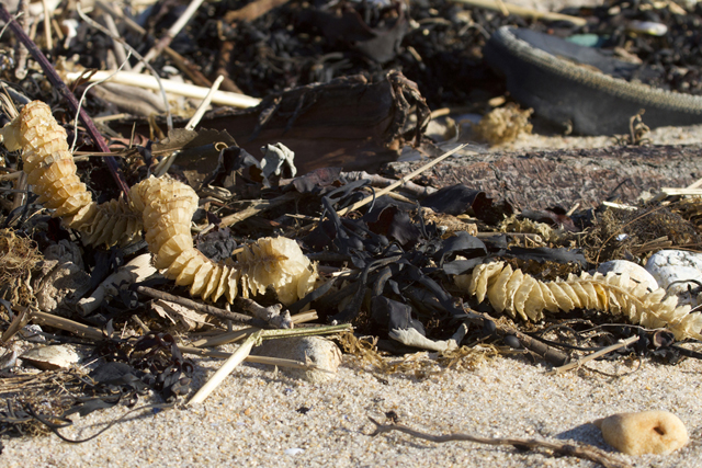 A dried whelk egg case. (Credit: Chris Paparo)