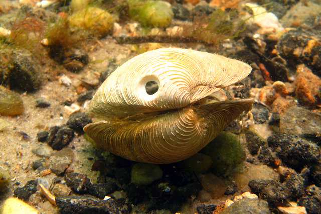 The telltale sign of moon snail predation. (Credit: Chris Paparo)