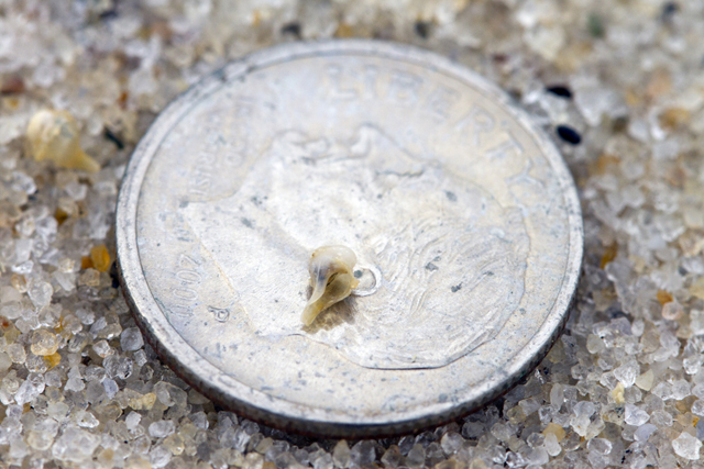 A newly hatched whelk. (Credit: Chris Paparo)
