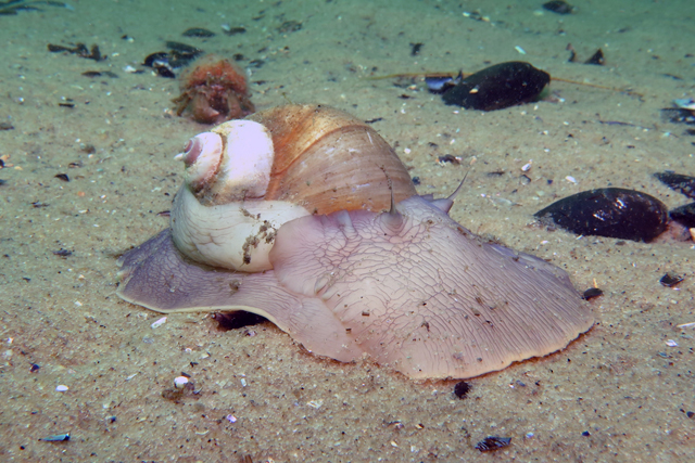 An underwater shot of the northern moon snail. (Credit: Chris Paparo)