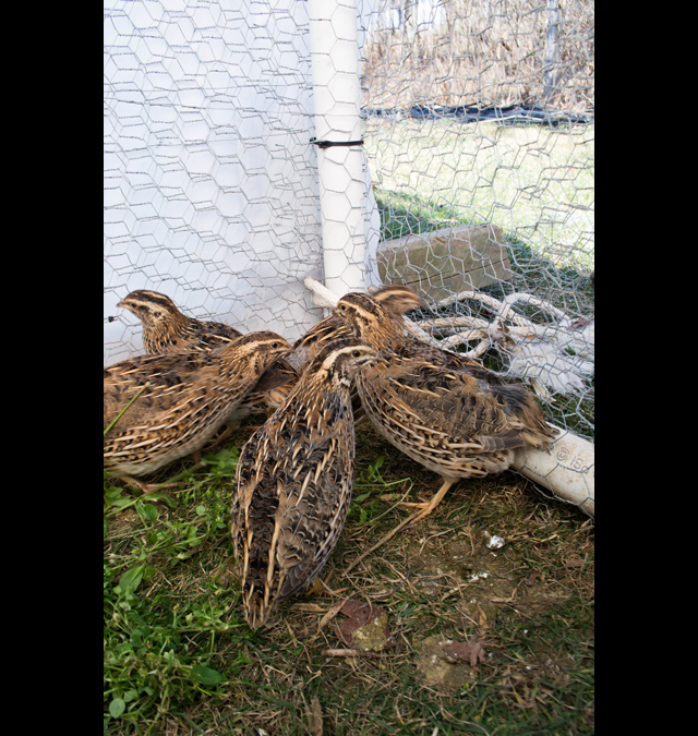 Feisty Acres Farm quails