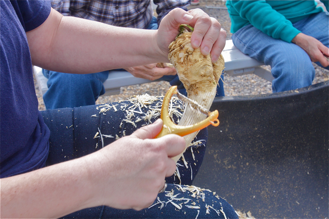 Horseradish party Riverhead