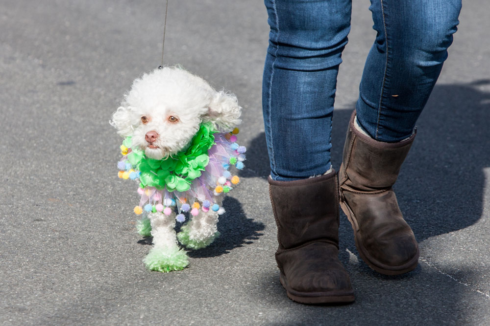St_Patrick_ss_28