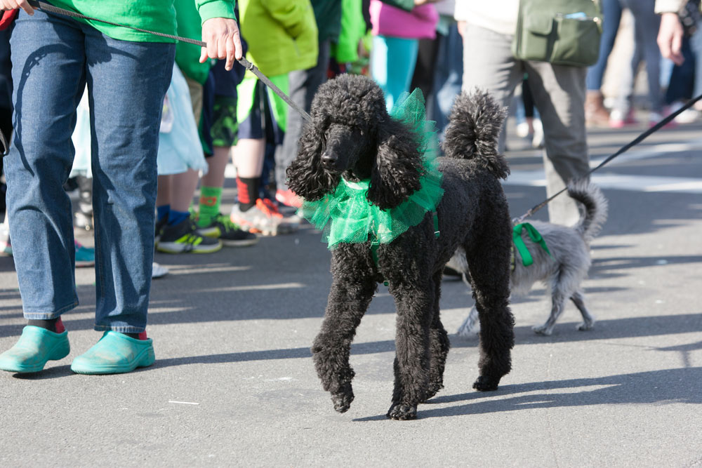 St_Patrick_ss_38