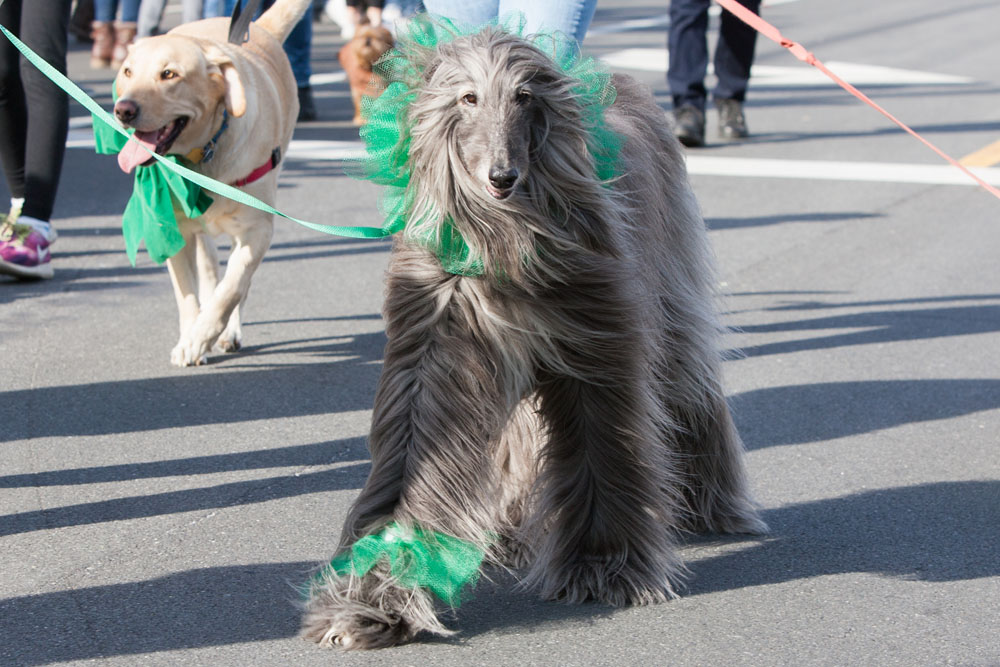 St_Patrick_ss_39