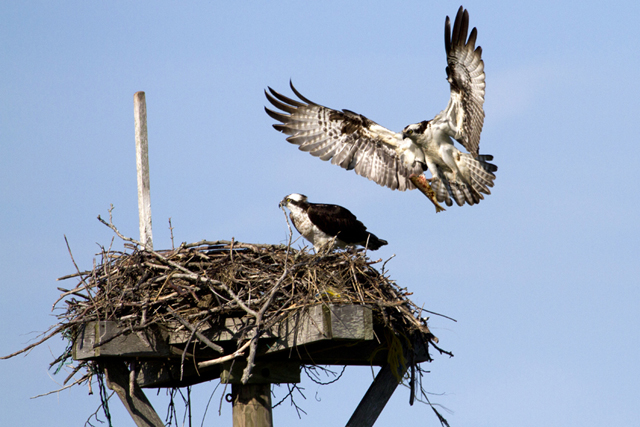 An osprey returns to its nest with a meal. (Credit: Christopher Paparo)