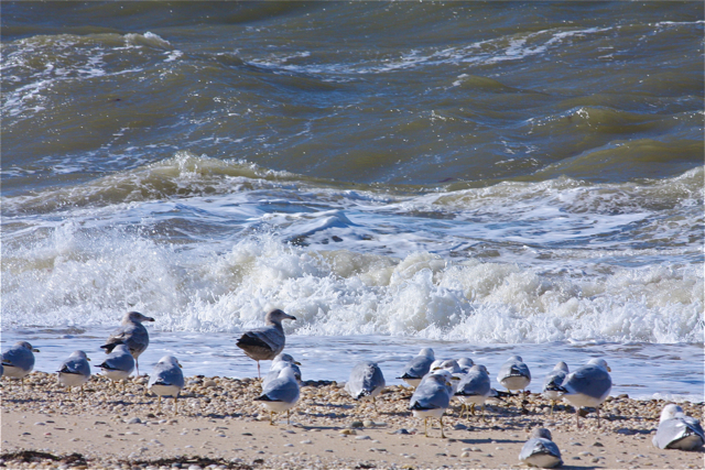 Credit: Barbaraellen Koch