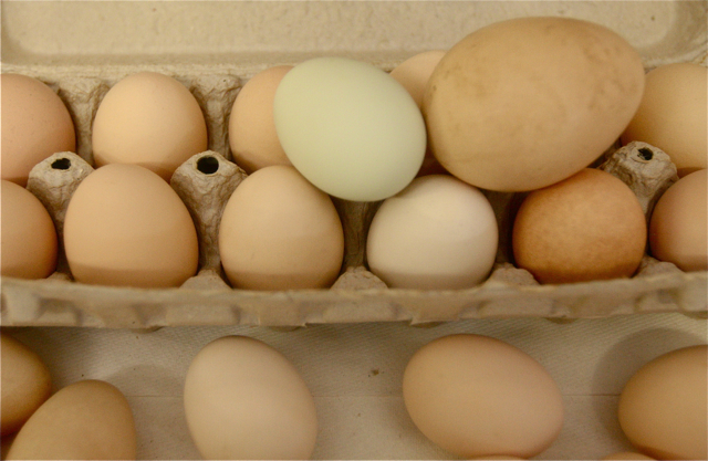 Some of the eggs from the farm. The green one is from an Auracana- chicken. The large one on the right is a peacock egg.