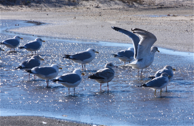 Credit: Barbaraellen Koch