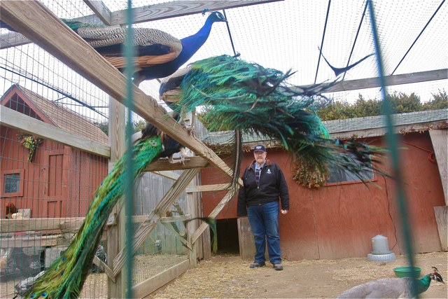 Farm owner Ed Dart in the peacock aviary.