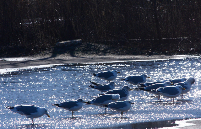 Seagulls Town Beach Southold