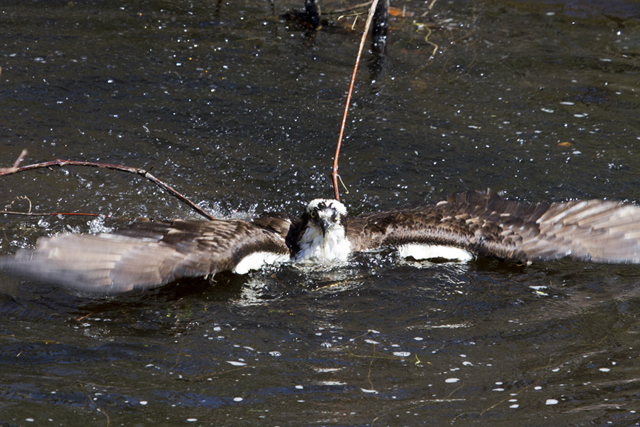 An osprey hunts for food. (Credit: Chrisopher Paparo)