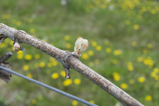 Pinot blanc spotted on April 25 at Shinn Estate Vineyards.