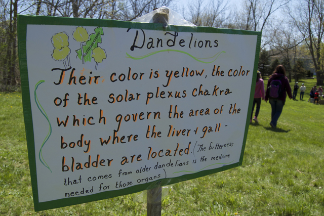 All about the dandelion.