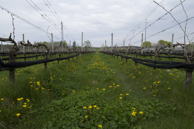 Dandelions and clover grow between the vines.