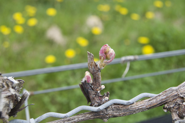 A merlot bud spotted on April 25 at Shinn Estate Vineyards.