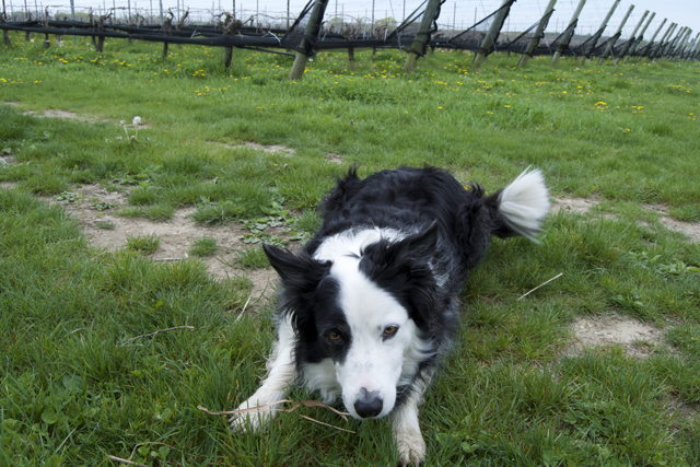 Panda, the vineyard's border collie, enjoys some morning playtime.