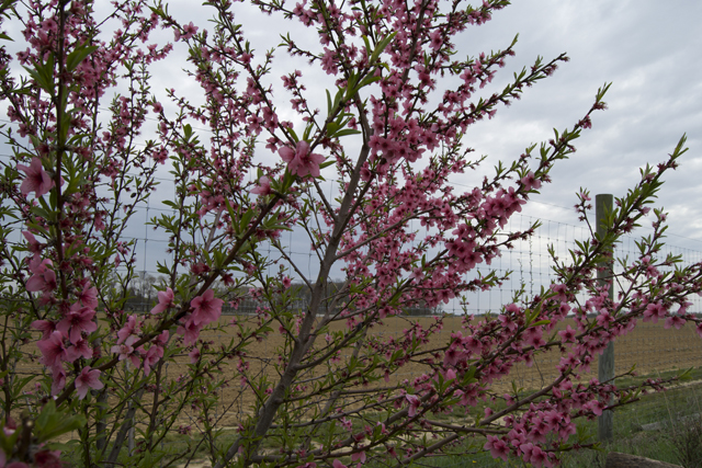 peach tree at Shinn Estate Vineyards
