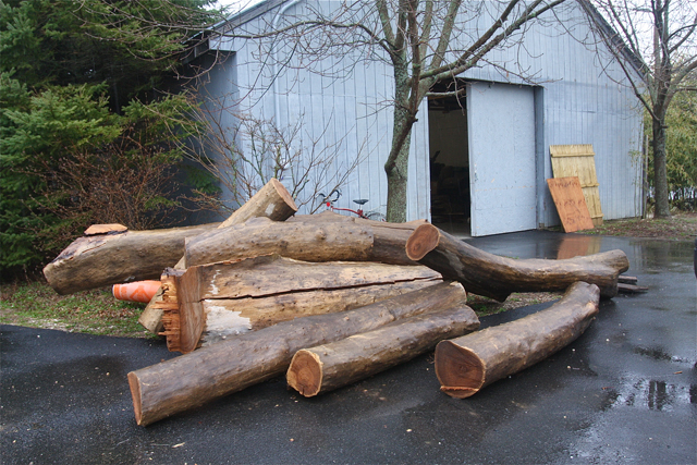 These tree trunks will be milled into lumber for furniture. (Credit: Barbaraellen Koch)