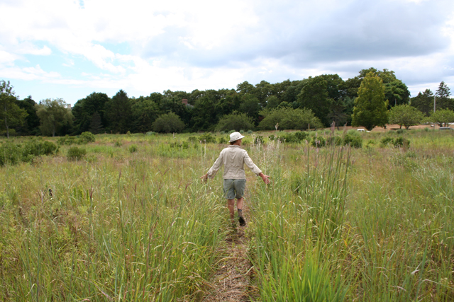 meadows lawn alternatives