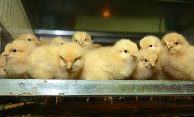 Buff Orpington chicks.