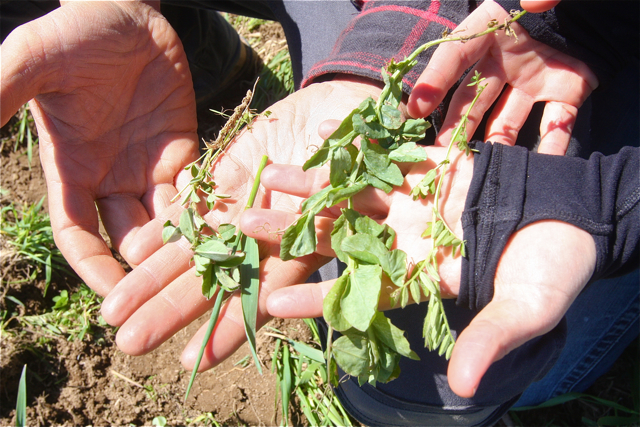 The cover crop of rye, peas, clover and hairy vetch provide nutrition for pollinators and puts atmospheric nitrogen in the soil.