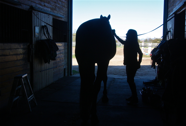 Hedgewood Farm horse