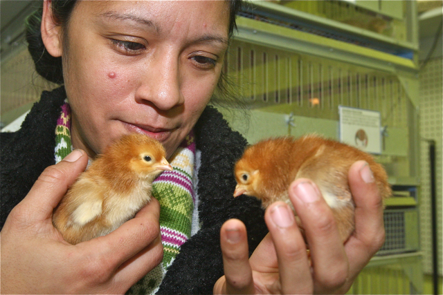 Talmage sales associate Diana Arcila with one-day-old Rhode Island Reds.