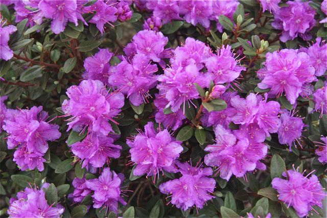 Purple Gem Rhododendron