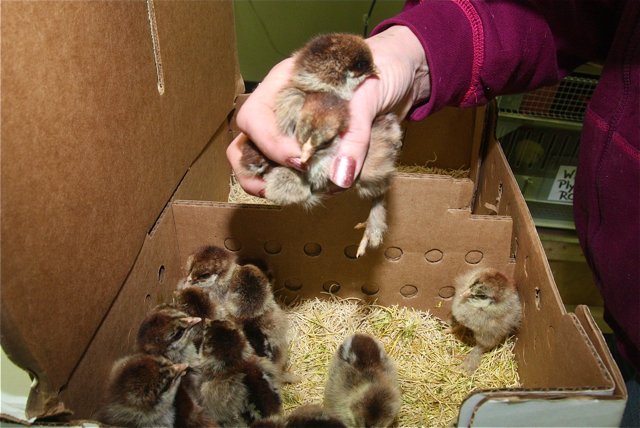 Sales associate Tara Besold unpacks the Dark Brahma Barred Rock chicks.