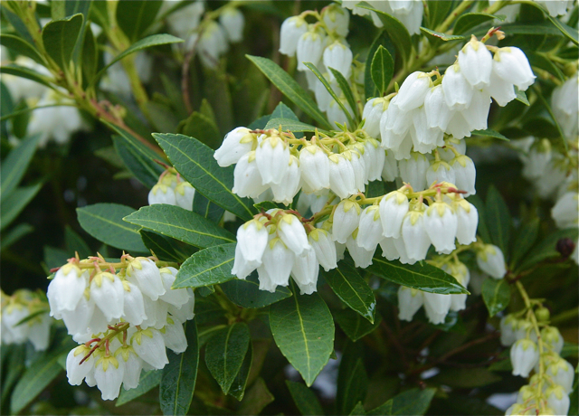 Pieris Japonica 'Cavantine.'