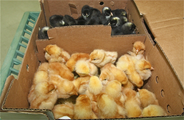 Dark Brahma and White Plymouth Rock chicks.