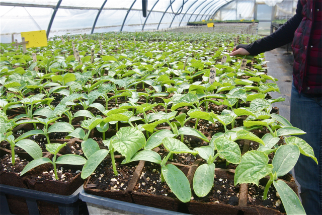 Cucumber seedlings grown in one of the farm's greenhouses.