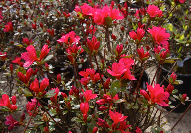 Azalea (Ever) Hino crimson.