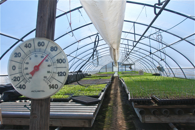 Getting warm in the greenhouse.