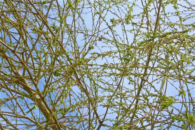 White willow- Salix Alba 'Trishs.'