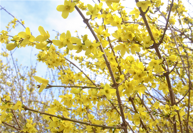 Forsythia.