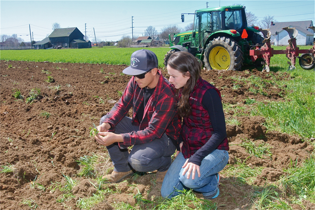 Farmers Will Lee and Lucy Senesac examine the cover crop being plowed on a 3-acre field where heirloom tomatoes will be planted.