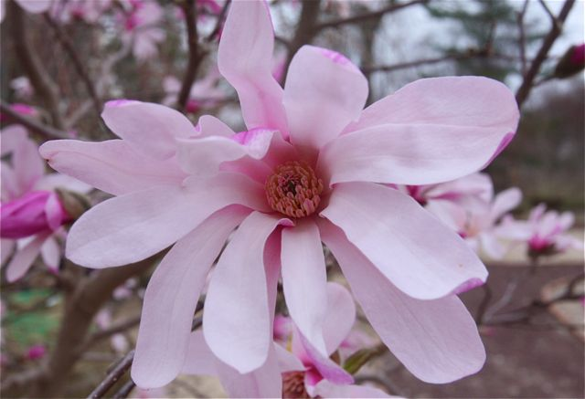 Magnolia Soulangiana (pink saucer) 