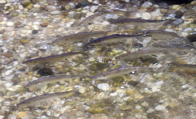 alewife moving upstream