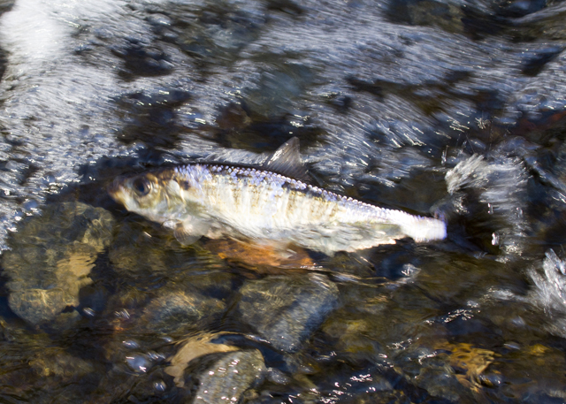 An alewife navigates shallow water. (Credit: Chris Paparo)