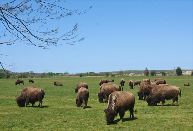 Credit: Barbaraellen Koch