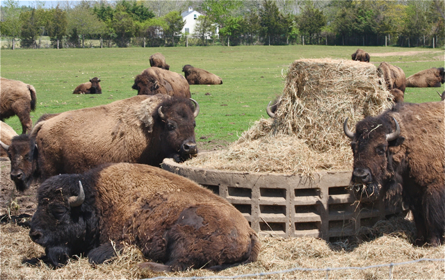 Credit: Barbaraellen Koch