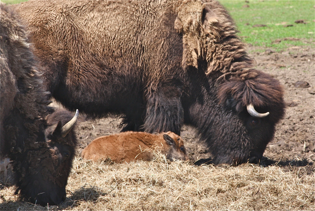 Credit: Barbaraellen Koch